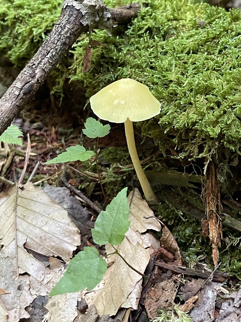 Dobbins Woods Preserve - Ashville, NY