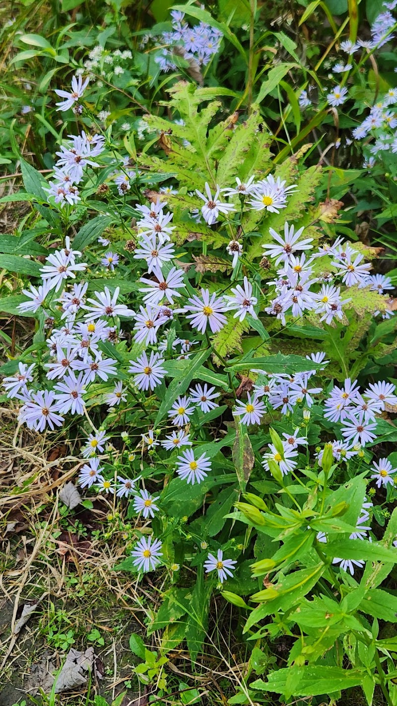 Dobbins Woods Preserve - Ashville, NY