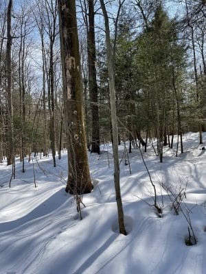Dobbins Woods Preserve