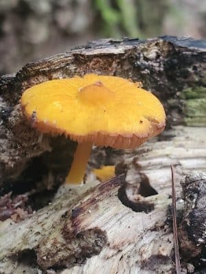 Dobbins Woods Preserve