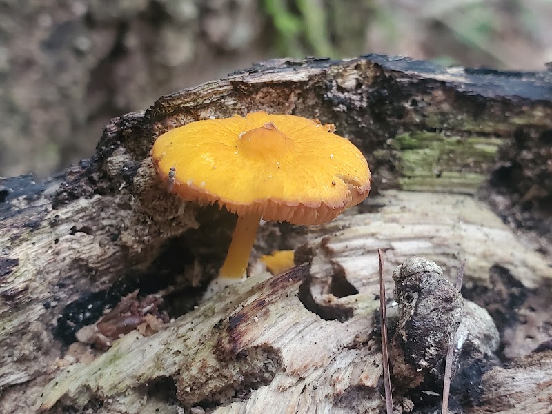Dobbins Woods Preserve - Ashville, NY