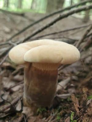 Dobbins Woods Preserve