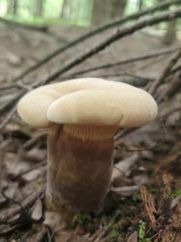 Dobbins Woods Preserve