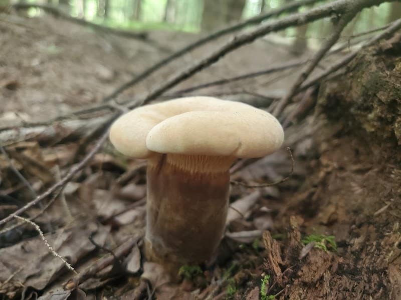 Dobbins Woods Preserve - Ashville, NY