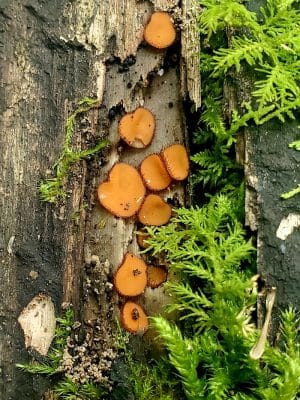 Dobbins Woods Preserve