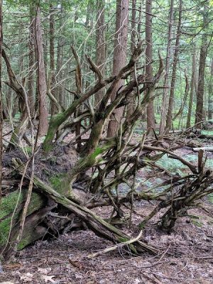 Dobbins Woods Preserve