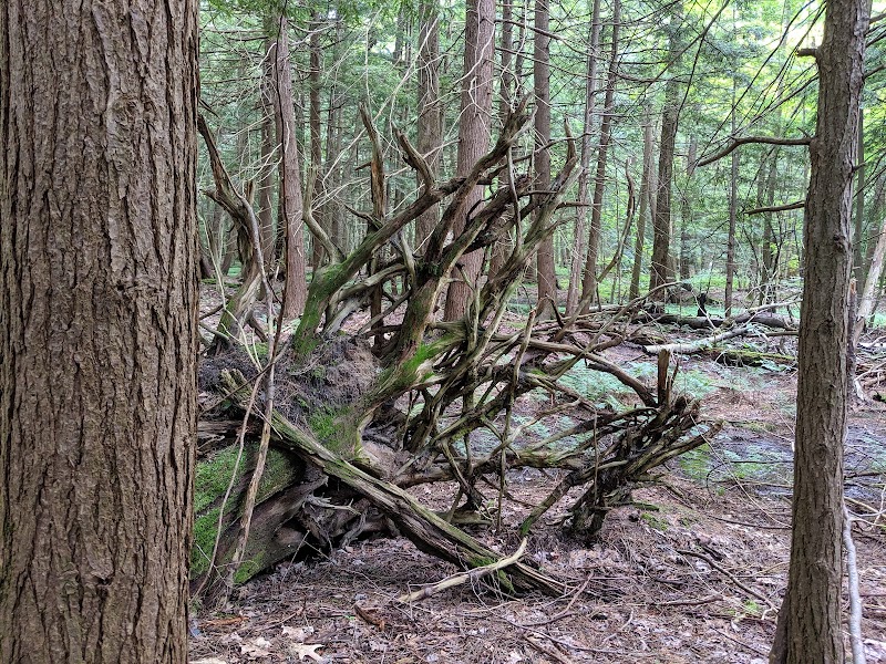 Dobbins Woods Preserve - Ashville, NY