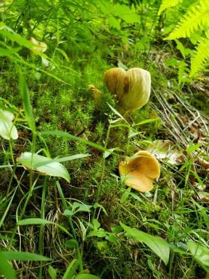 Goose Creek Valley Greenway Preserve