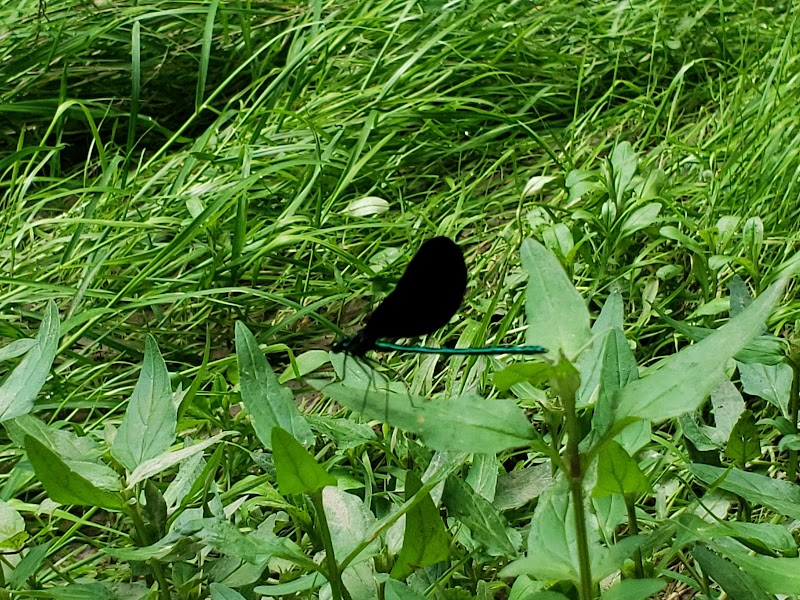 Goose Creek Valley Greenway Preserve - Ashville, NY