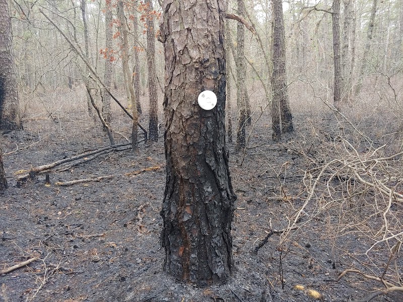 Marilyn Beard Trailhead Park - Atco, NJ