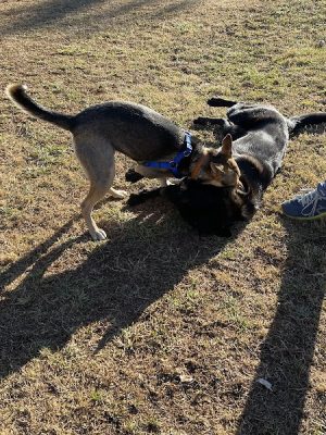 Prof Park Dog Park