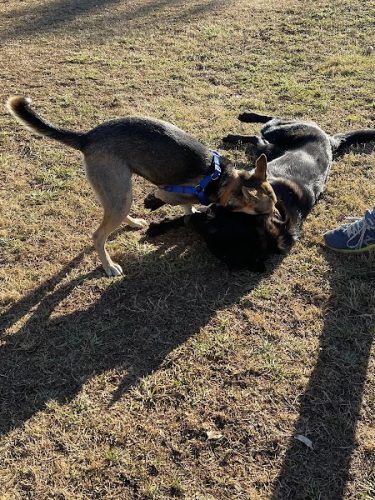 Prof Park Dog Park