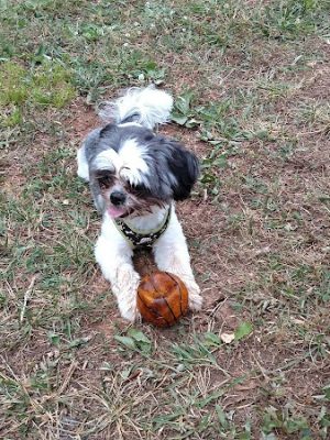 Prof Park Dog Park