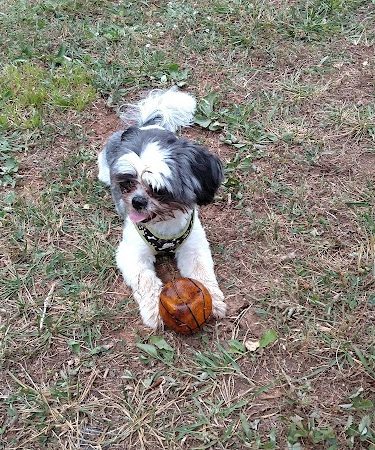 Prof Park Dog Park