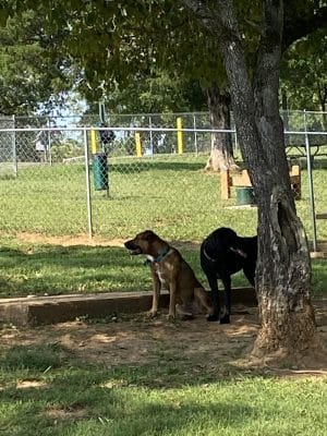 Prof Park Dog Park