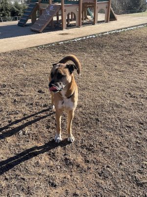 Prof Park Dog Park