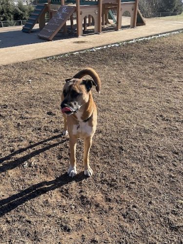 Prof Park Dog Park
