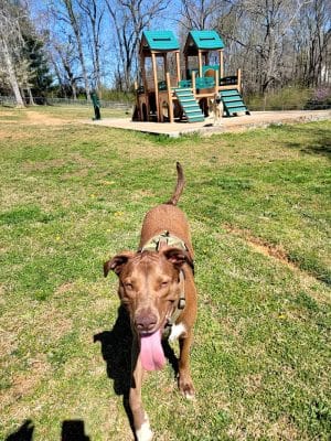 Prof Park Dog Park