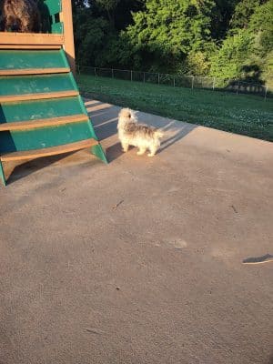 Prof Park Dog Park