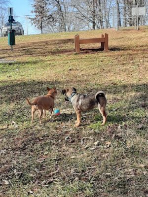 Knox Park