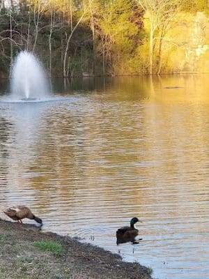 Knox Park