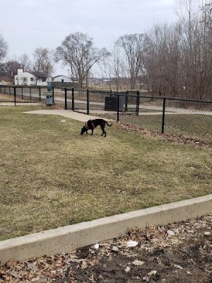 Dog Park at Phillips Park