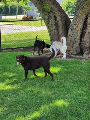 Dog Park at Phillips Park