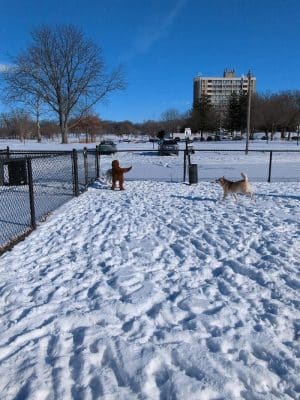 Dog Park at Phillips Park