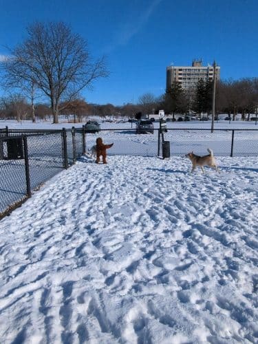 Dog Park at Phillips Park