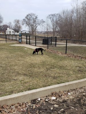 Dog Park at Phillips Park
