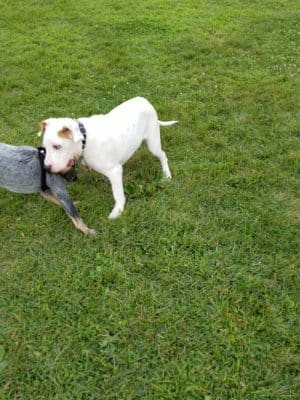 Dog Park at Phillips Park