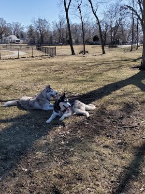 Dog Park at Phillips Park