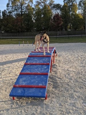 Dog Park at Phillips Park