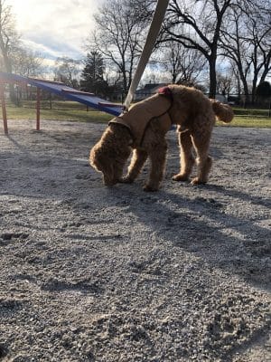 Dog Park at Phillips Park