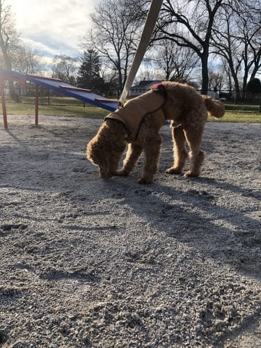 Dog Park at Phillips Park