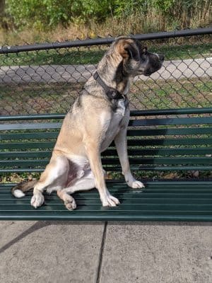Dog Park at Phillips Park