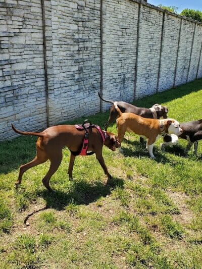 Wells Branch Dog Park - Austin, TX
