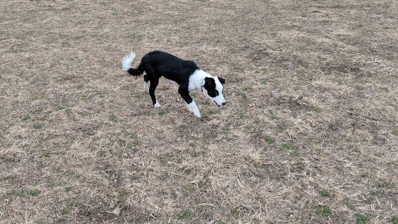 Wells Branch Dog Park - Austin, TX