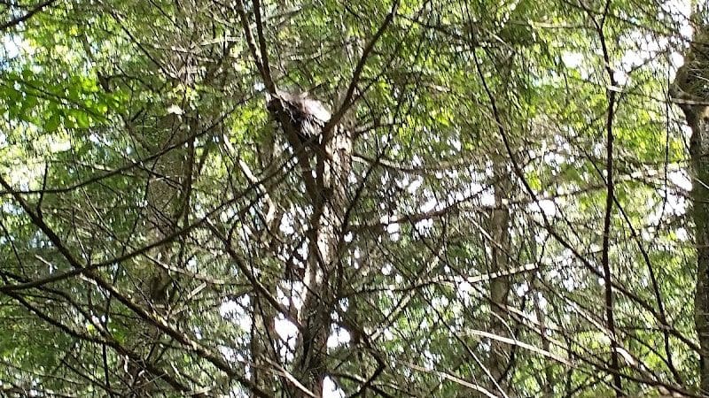 Poestenkill Community Forest - Averill Park, NY