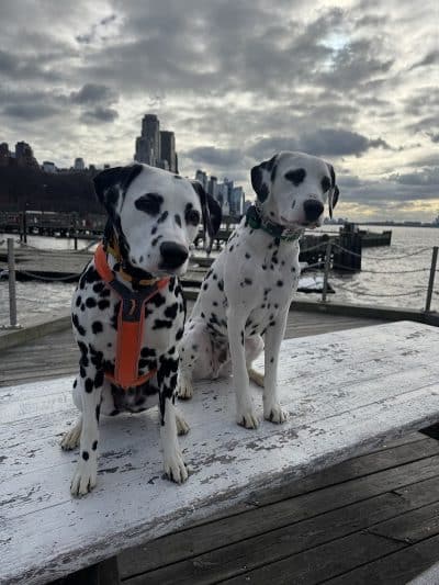 K9KEY - Baldwin, NY