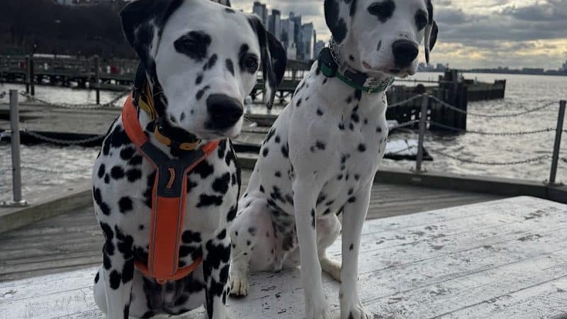 K9KEY - Baldwin, NY