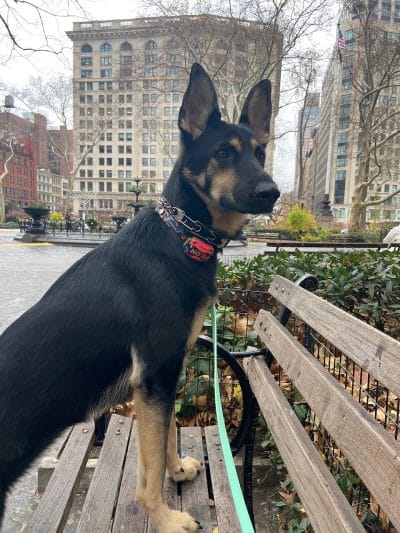 K9KEY - Baldwin, NY
