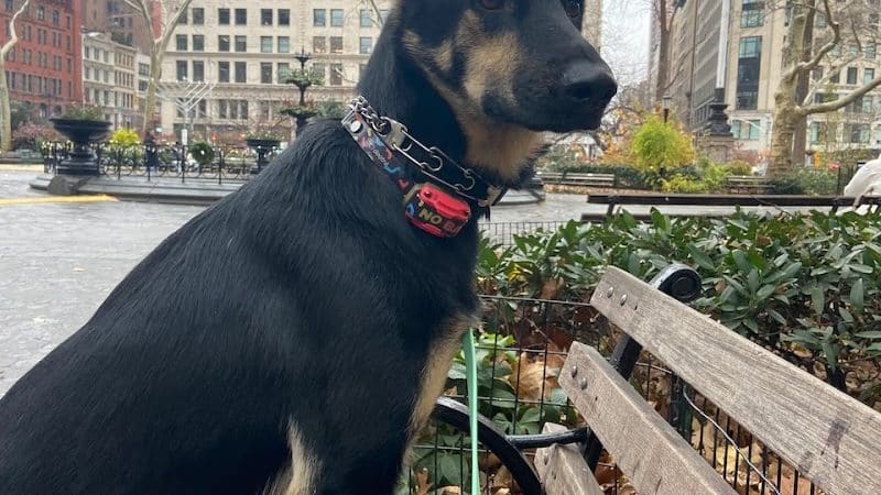 K9KEY - Baldwin, NY