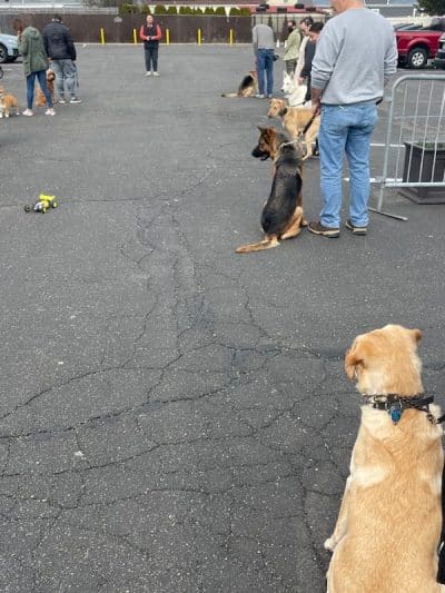 K9KEY - Baldwin, NY
