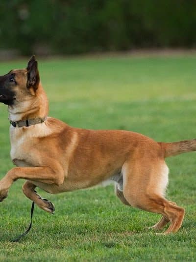 K9KEY - Baldwin, NY