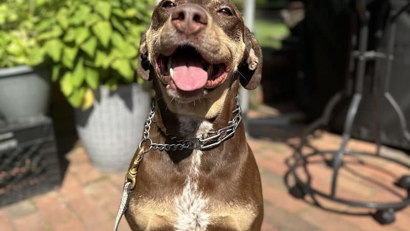 K9KEY - Baldwin, NY
