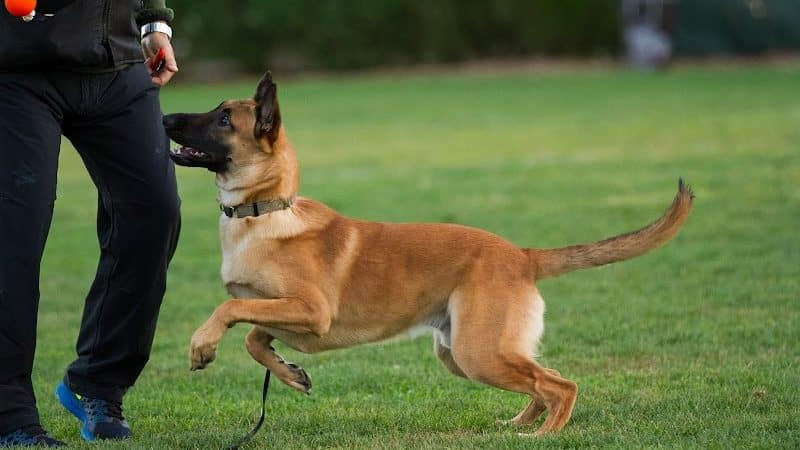 K9KEY - Baldwin, NY