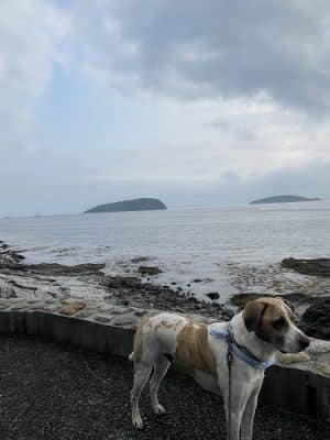 Bar Harbor Shore path