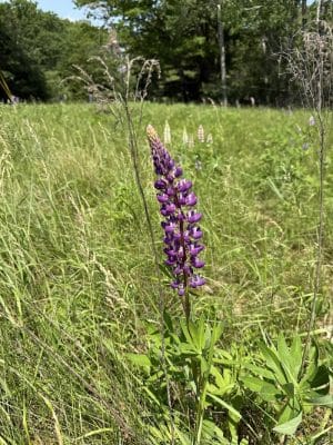 Indian Point Blagden Preserve