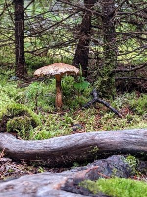 Indian Point Blagden Preserve